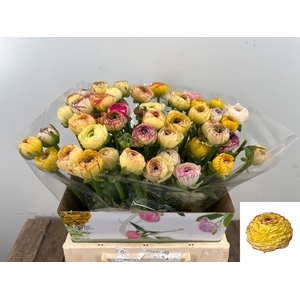 RAN EL YELLOW STRIPE