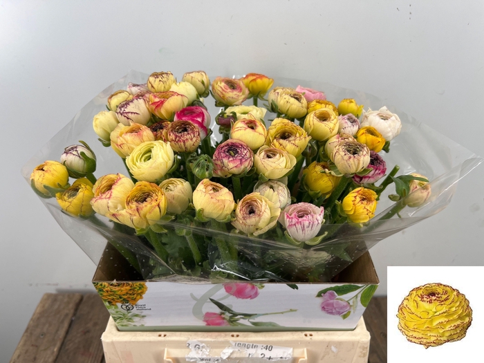 <h4>RAN EL YELLOW STRIPE</h4>