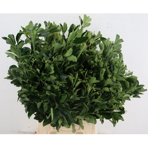 DECOGROEN OV BS