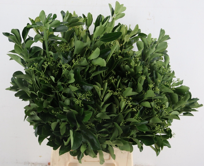 <h4>DECOGROEN OV BS</h4>