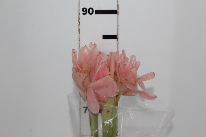 <h4>BASTAO IMPERADOR ROSA</h4>