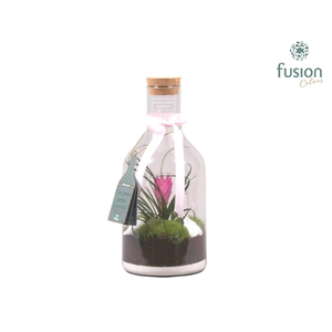 Green Bottle Fles Small met Tillandsia love