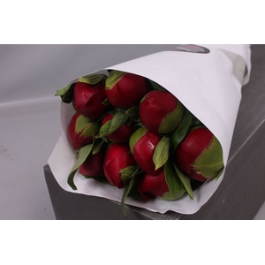 Paeonia Red Charm | Heavy Quality