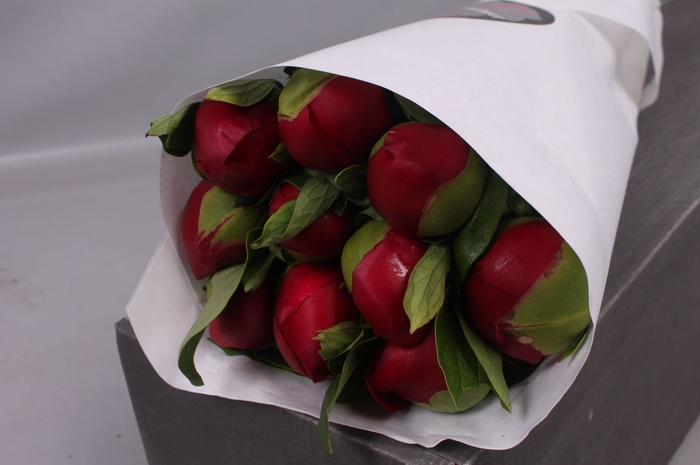 <h4>Paeonia Red Charm | Heavy Quality</h4>