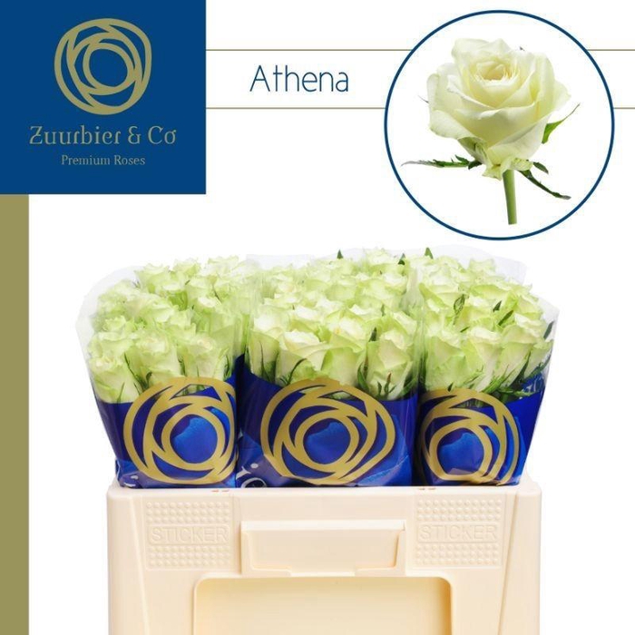 <h4>R GR ATHENA 50</h4>