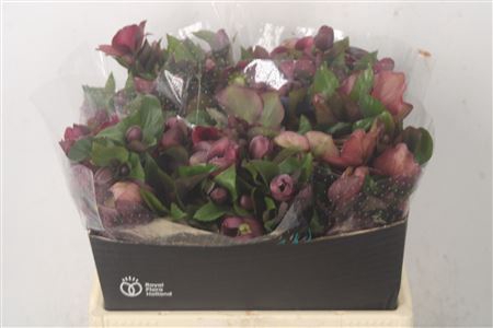 <h4>Hell Mammoth Pink</h4>