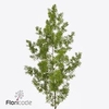 Leaf asparagus umbellatus