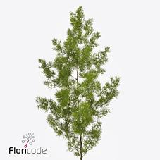 <h4>Leaf asparagus umbellatus</h4>