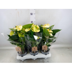 Anthurium andr. 'Vanilla'