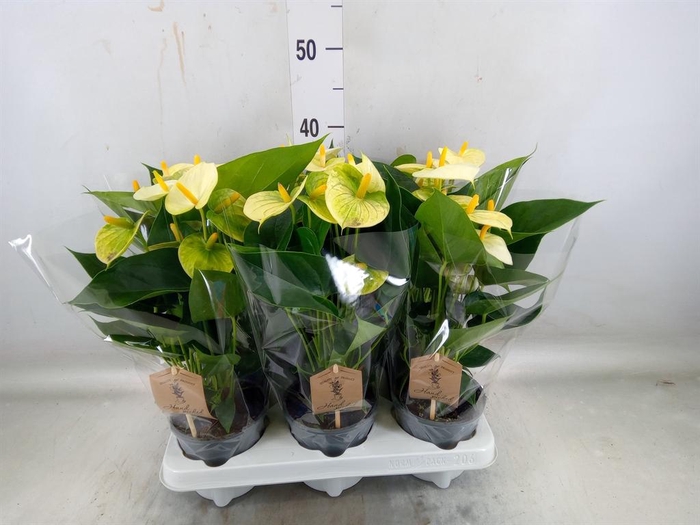 <h4>Anthurium andr. 'Vanilla'</h4>