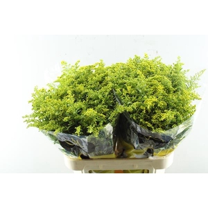 Solidago Carzan Glory L 80/30