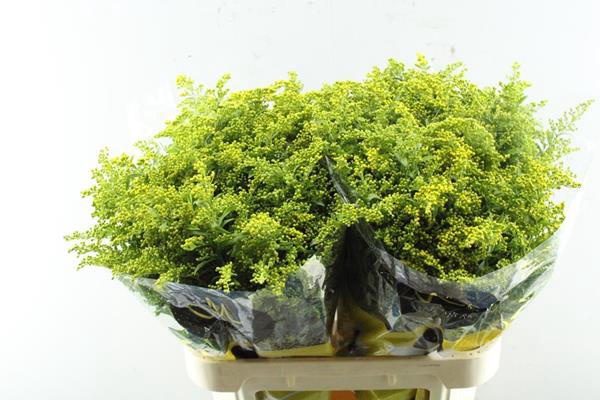 <h4>Solidago Carzan Glory L 80/30</h4>