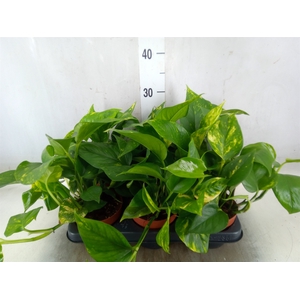 Epipremnum   ...