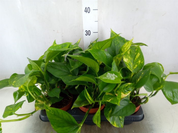 <h4>Epipremnum   ...</h4>