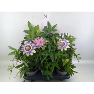 Passiflora caerul.