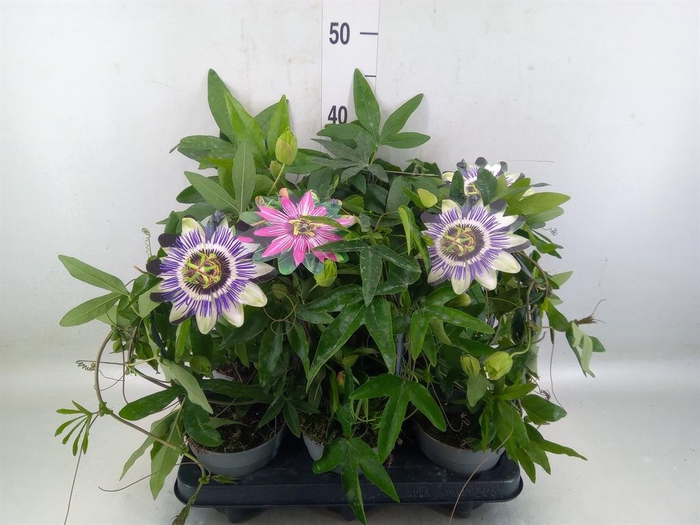 <h4>Passiflora caerul.</h4>
