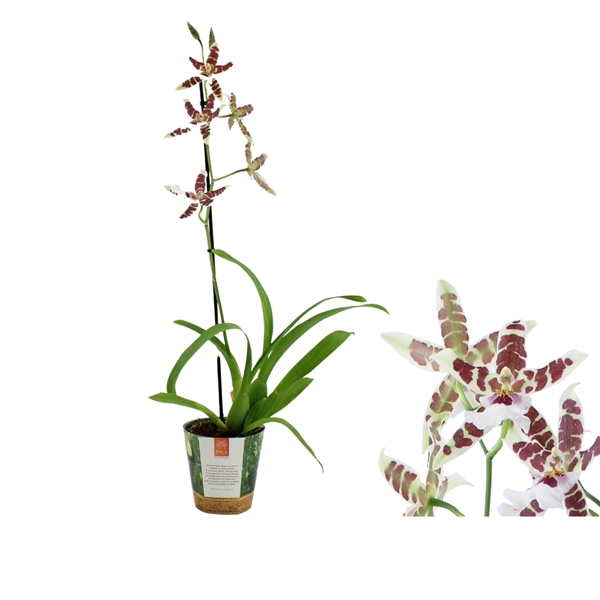 <h4>Inca Cambria Renaissance White 1 spike in Jungle cover</h4>
