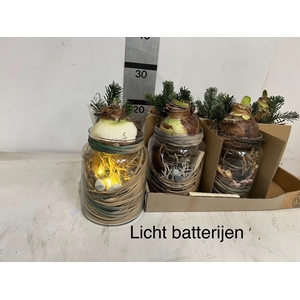 Arr. Hippeastrum 13Ø 24cm