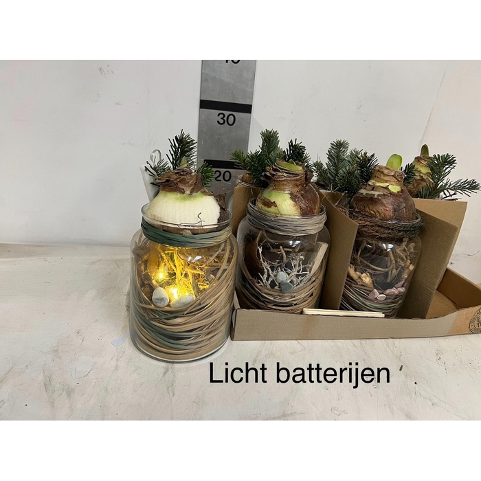 <h4>Arr. Hippeastrum 13Ø 24cm</h4>