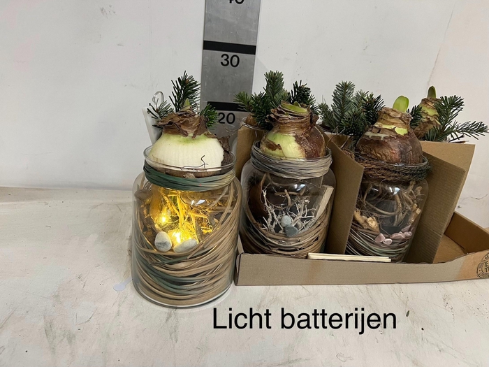 Arr. Hippeastrum 13Ø 24cm