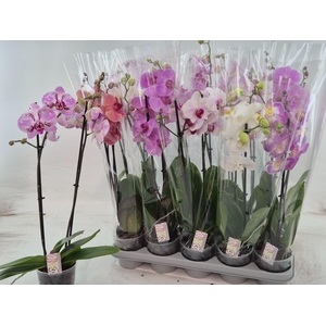 PHAL GEM