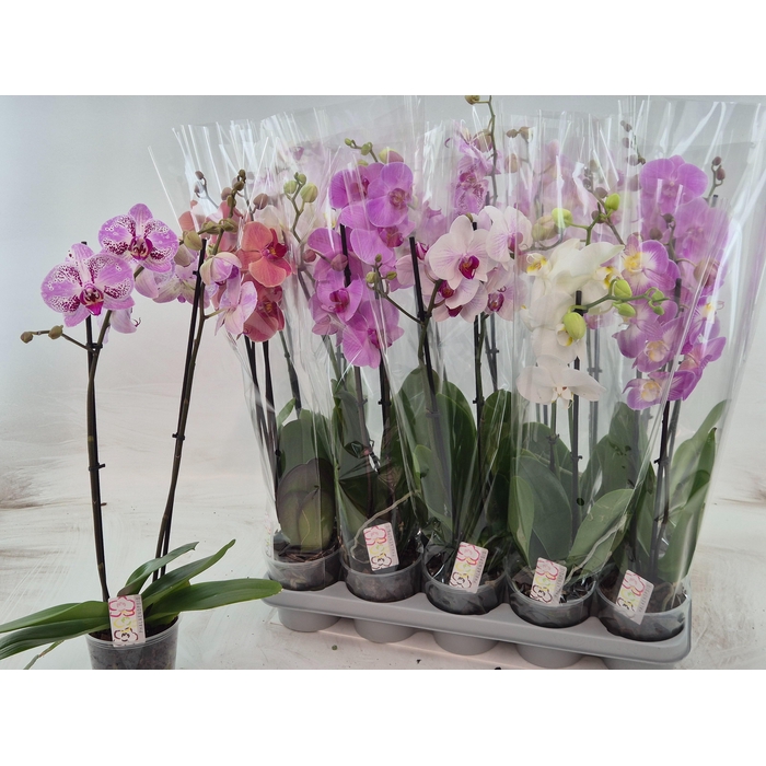 <h4>PHAL GEM</h4>