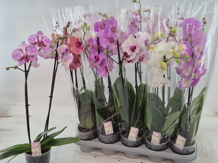 PHAL GEM
