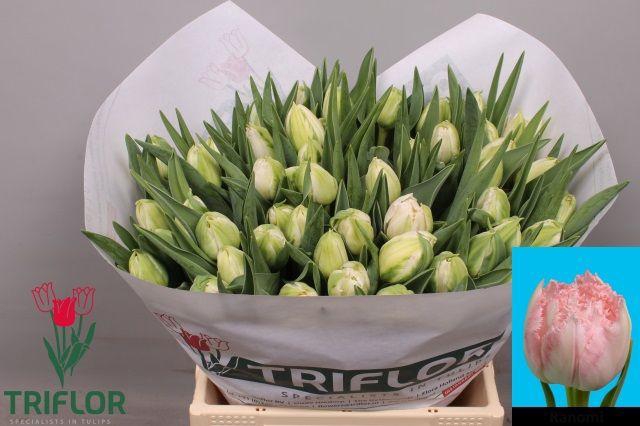 <h4>TU FR RANOMI</h4>