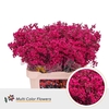 Chamelaucium DYED Fuchsia