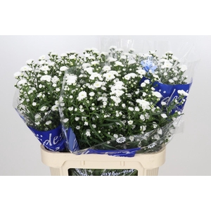 Aster Cassy