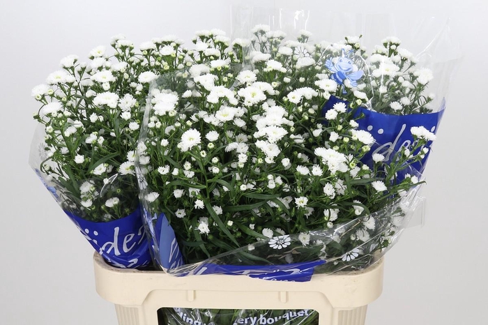 <h4>Aster Cassy</h4>