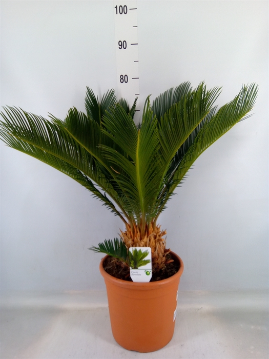 <h4>Cycas revoluta</h4>