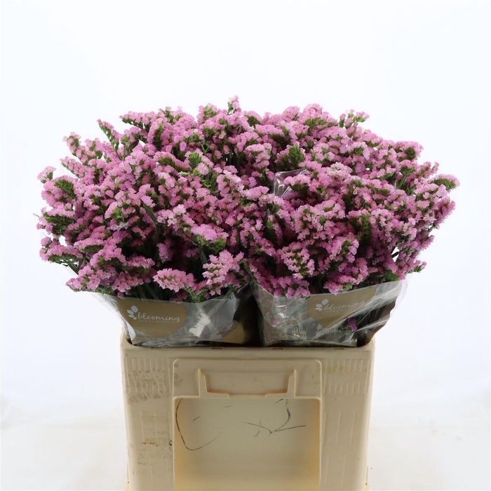 <h4>Statice Pretty Wings</h4>