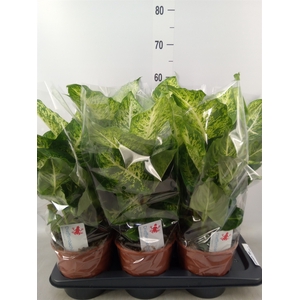 Dieffenbachia  'Mars'