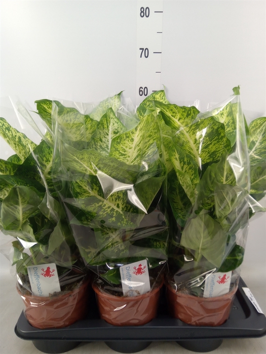 <h4>Dieffenbachia  'Mars'</h4>