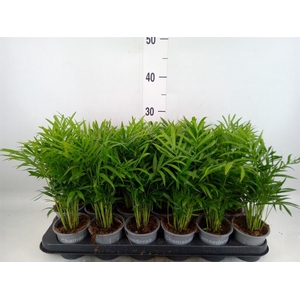 Chamaedorea elegans