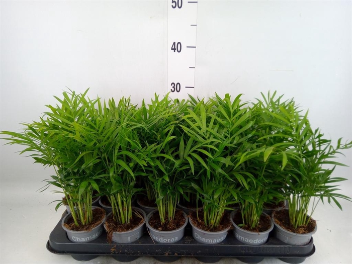 <h4>Chamaedorea elegans</h4>