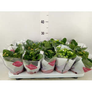 Kalanchoe blos.   ..mix 6
