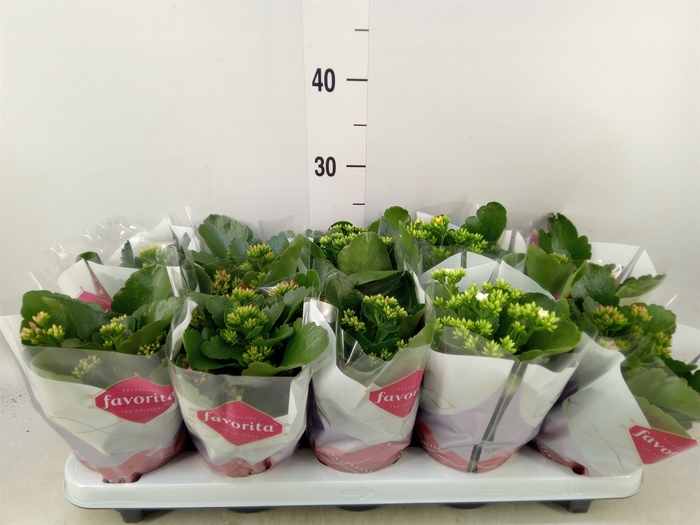 <h4>Kalanchoe blos.   ..mix 6</h4>