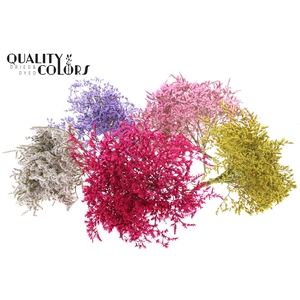 Limonium Tataricum per bunch Mixed Colours