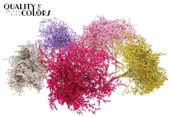 <h4>Limonium Tataricum per bunch Mixed Colours</h4>