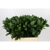 Ruscus Hypophyllum