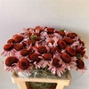 Echi Purpurea