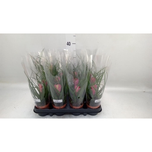 Tillandsia cyanea