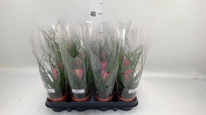 <h4>Tillandsia cyanea</h4>