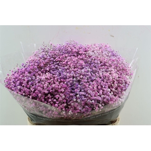 Gyps Pa. Disco Lovely Pink