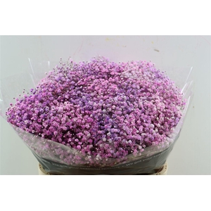 Gyps Pa. Disco Lovely Pink