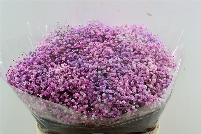 <h4>Gyps Pa. Disco Lovely Pink</h4>