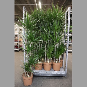 Dra Marginata