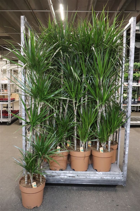 <h4>Dra Marginata</h4>
